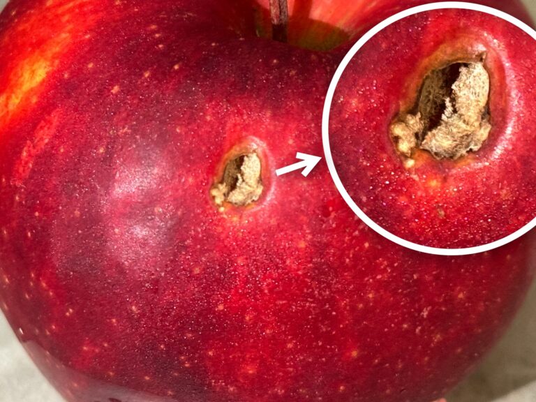 Mała pleśń na jabłku – odkroić i zjeść czy lepiej wyrzucić?