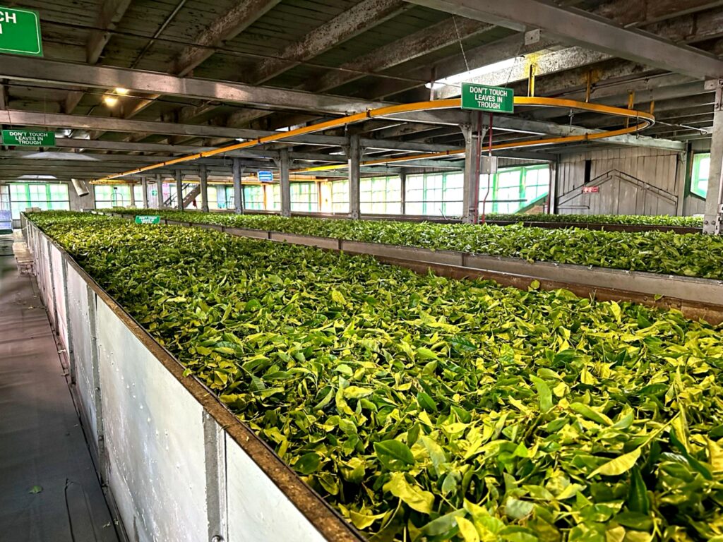 Plantacja herbaty na Sri Lance