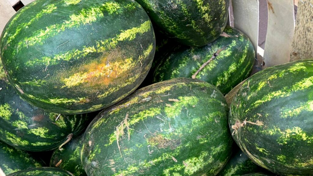 Jak wybrać smacznego arbuza? Na to koniecznie zwracaj uwagę